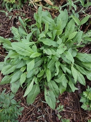 Magnoliopsida