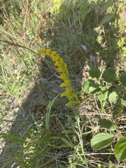Solidago nemoralis