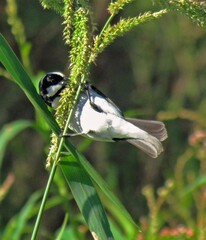 Sporophila lineola