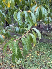 Prunus persica
