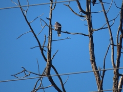 Elanus caeruleus caeruleus