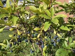 Chionanthus virginicus