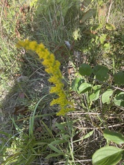 Solidago nemoralis
