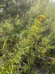 Solidago altissima