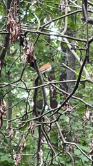 Hylocichla mustelina