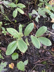 Uvularia grandiflora