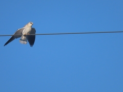 Elanus caeruleus caeruleus