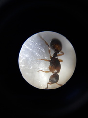 Temnothorax ravouxi