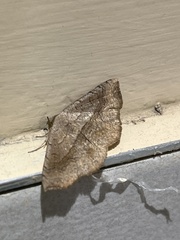 Erebidae