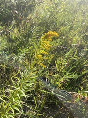 Solidago altissima