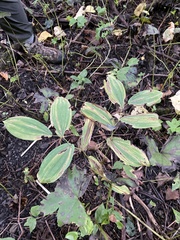 Uvularia grandiflora