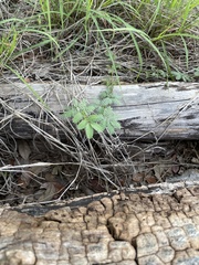 Acaciella angustissima