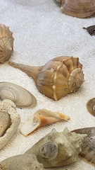 Sinistrofulgur sinistrum