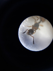 Temnothorax ravouxi