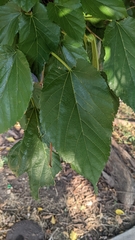Moraceae