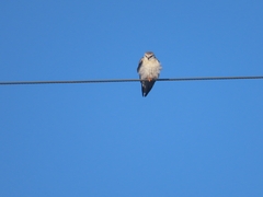 Elanus caeruleus caeruleus