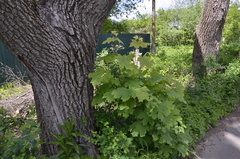 Acer platanoides