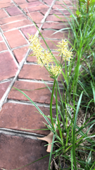 Cyperus esculentus