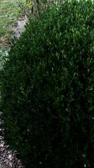 Buxus sempervirens