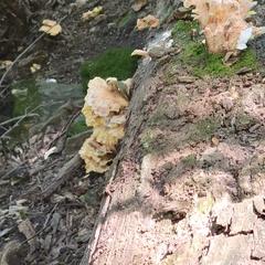Laetiporus cincinnatus