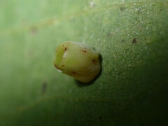 Phylloteras volutellae