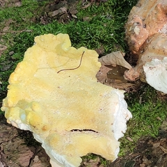 Laetiporus cincinnatus