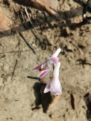 Disa bifida
