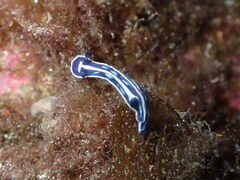 Felimare fontandraui