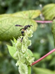 Parancistrocerus