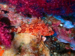 Scorpaena maderensis