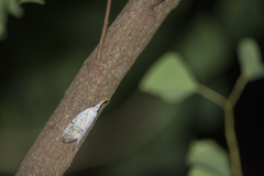 Pyrops watanabei