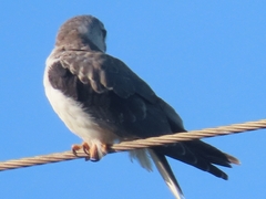 Elanus caeruleus caeruleus
