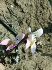 Disa bifida
