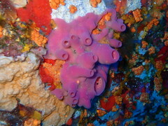 Haliclona mediterranea