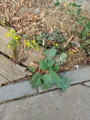 Brassica oleracea
