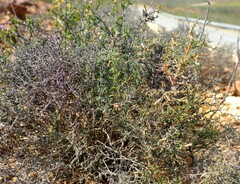 Amphiglossa triflora