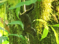 Sciurus pucheranii