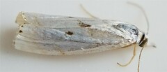 Microcrambus biguttellus