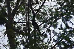 Psilorhinus morio