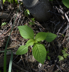 Impatiens parviflora
