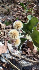 Chresta sphaerocephala
