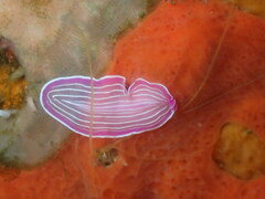 Prostheceraeus roseus