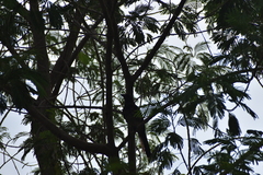 Psilorhinus morio