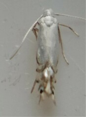 Phyllocnistis vitegenella