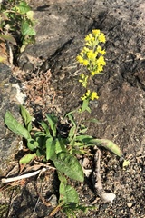 Solidago hispida