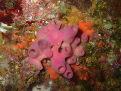 Haliclona mediterranea