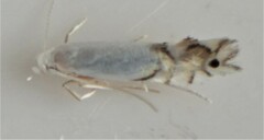 Phyllocnistis vitegenella