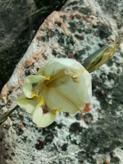 Gladiolus carinatus