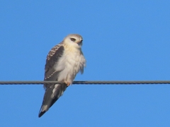 Elanus caeruleus caeruleus