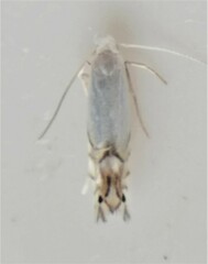 Phyllocnistis vitegenella